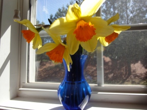 Daffodils from my yard.